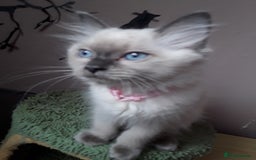 Ragdoll cats for sale: Gorgeous ,confident ragdolls stunning  - Image 4
