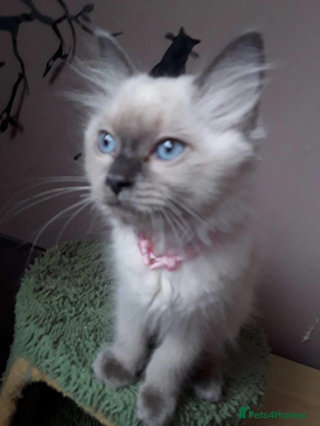 Ragdoll cats for sale: Gorgeous ,confident ragdolls stunning  - Image 4