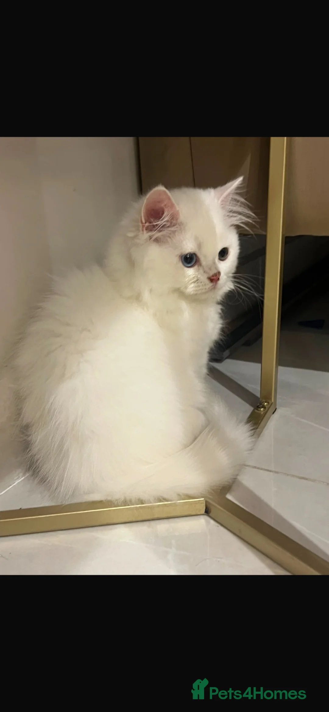 Persian cats for sale: Beautiful White Persian Kitten 12 Weeks Old  in Swansea - Advert 2