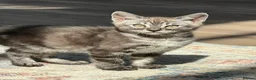 Bengal cats for sale: Stunning full marbled Bengal - Advert 19