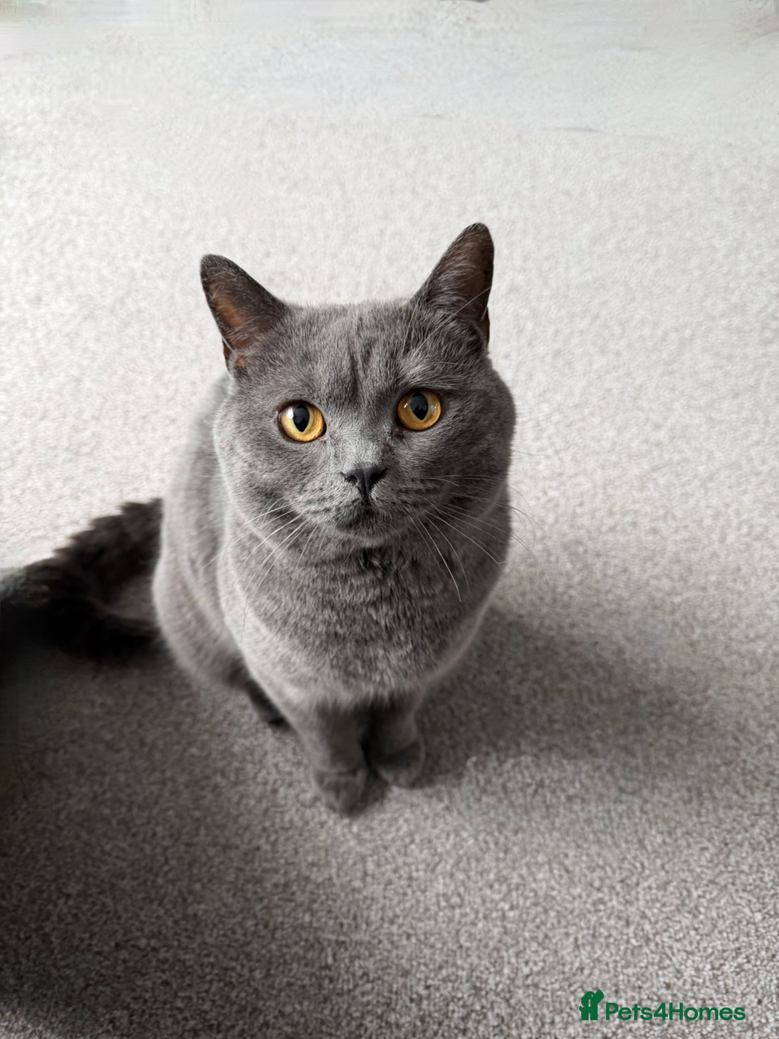 British Shorthair cats Beautiful Blue British Short Hair Male - Advert 5