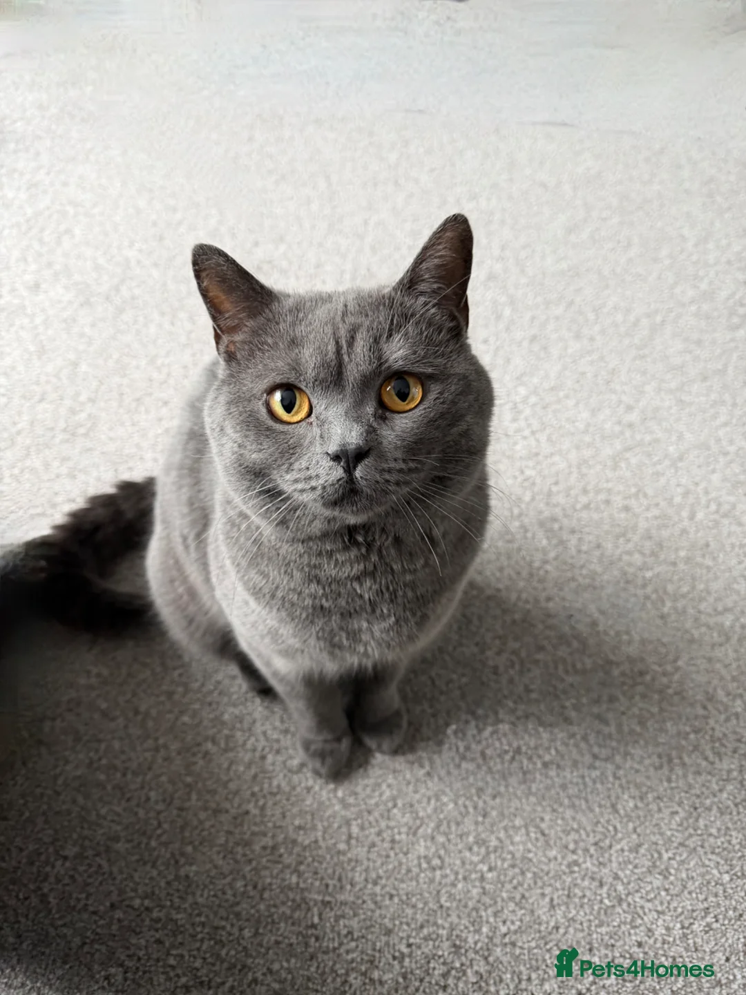 British Shorthair cats for sale: Beautiful Blue British Short Hair Male - Advert 1