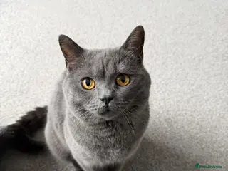 British Shorthair cats Beautiful Blue British Short Hair Male - Advert 5