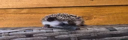 Pygmy Hedgehog rodents for sale: Female and male african pigmy hedgehogs - Advert 7
