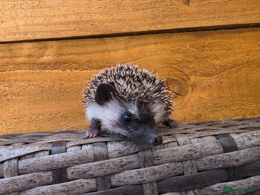 Pygmy Hedgehog rodents for sale: Female and male african pigmy hedgehogs - Advert 7