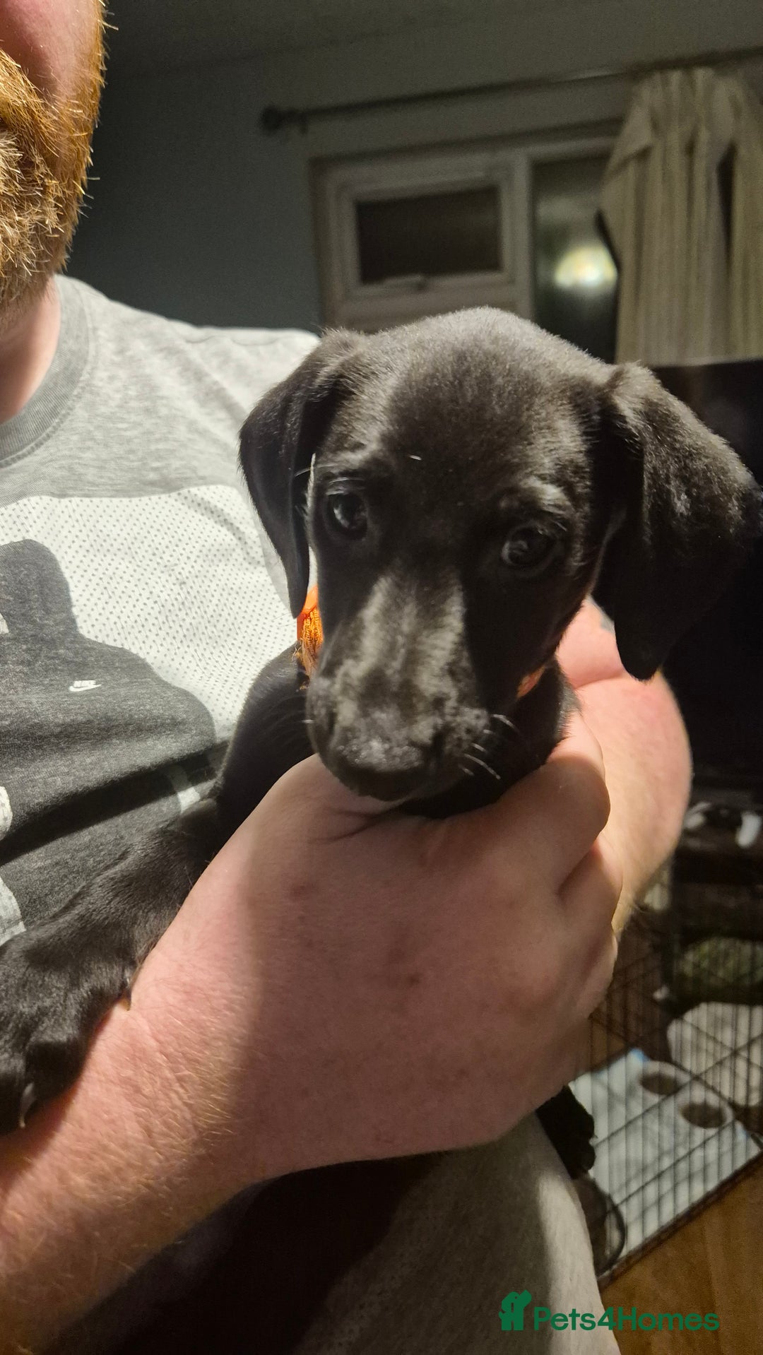 Mixed Breed dogs for sale: Greyhound lurcher cross - Advert 5