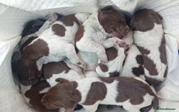 German Shorthaired Pointer dogs for sale: Mischew’s puppies - Image 2