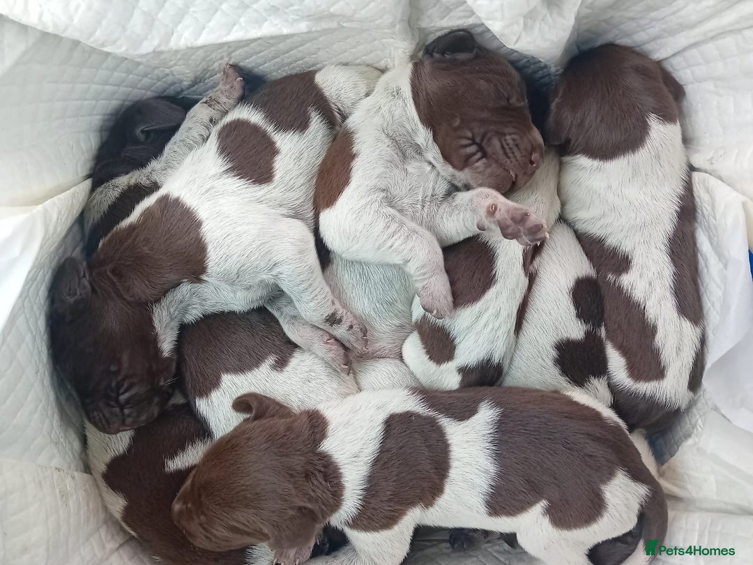 German Shorthaired Pointer dogs for sale: Mischew’s puppies - Image 2