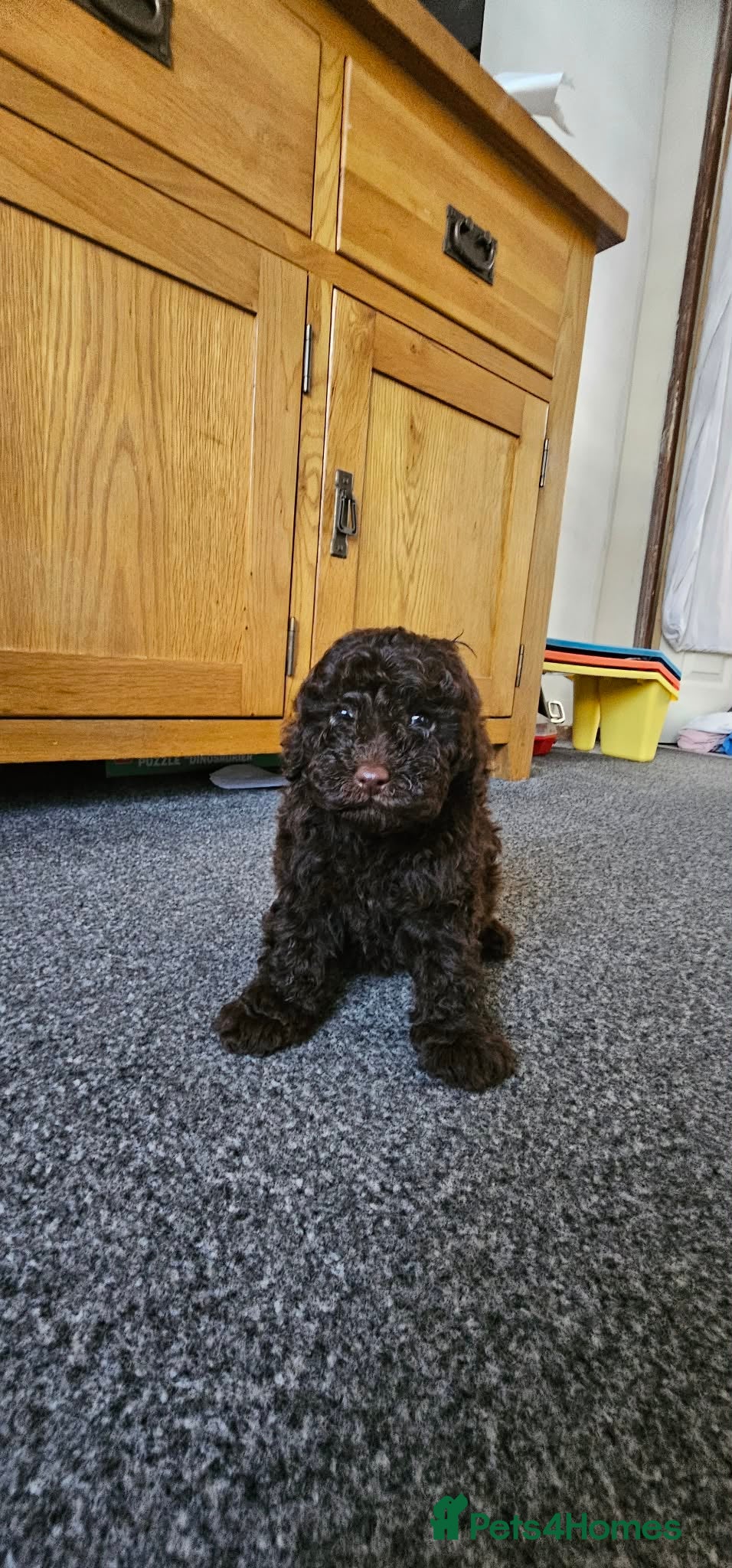 Cavapoo dogs F1b cavapoos  - Advert 6