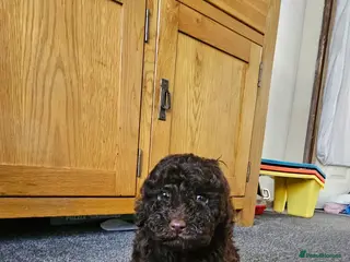 Cavapoo dogs F1b cavapoos - Advert 6