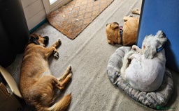 Mixed Breed dogs for adoption: Tiny Toby in Northampton - Image 8