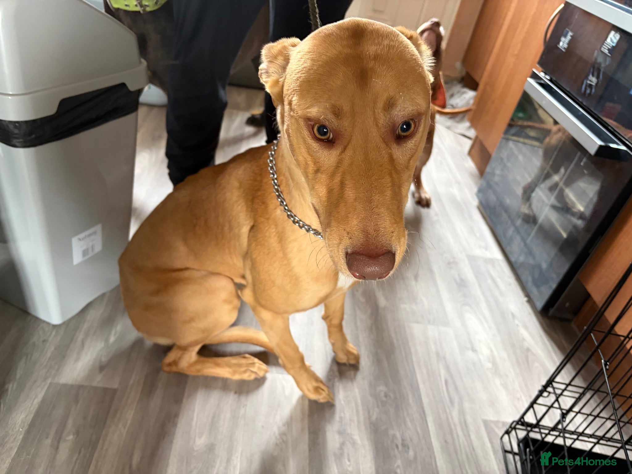 Lurcher dogs Lurcher male for sale  - Advert 4