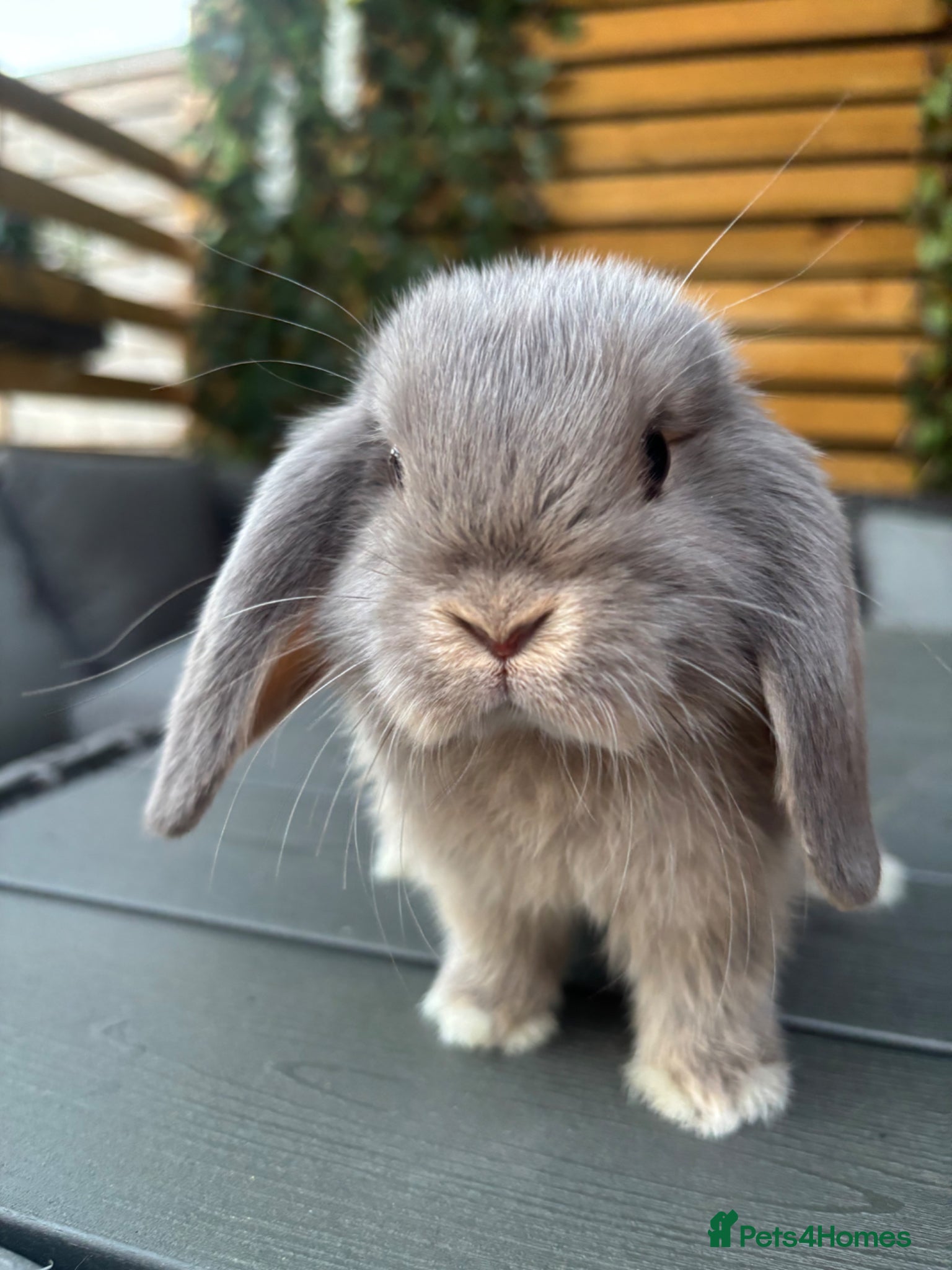 Mini Lop rabbits Mini lop female - Advert 1