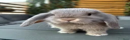 Mini Lop rabbits for sale: Mini lop female - Advert 1