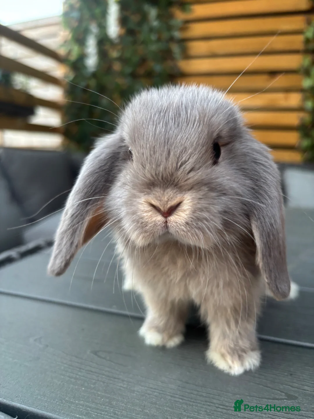 Mini Lop rabbits for sale: Mini lop female - Advert 1