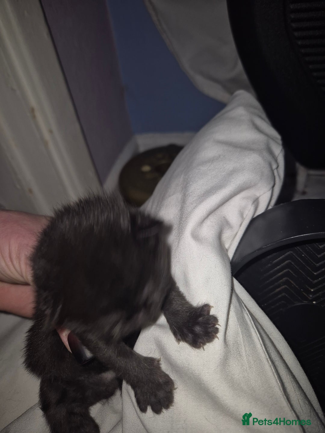 Domestic Shorthair cats for sale: 5 precious kittens - Advert 5