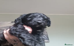 Goldendoodle dogs for sale: 🐾READY TO LEAVE🐾Standard goldendoodle - Image 16