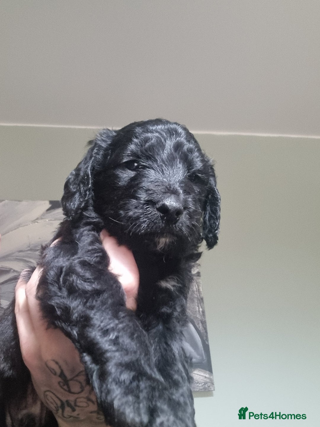 Goldendoodle dogs for sale: 🐾READY TO LEAVE🐾Standard goldendoodle - Image 16