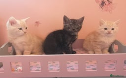 Maine Coon cats for sale: FLUFFY MAINECOON X KITTENS - Image 1