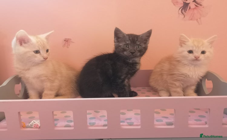 Maine Coon cats - Advert 16