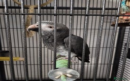 Budgerigars birds for sale: African Grey With Cage - Image 1