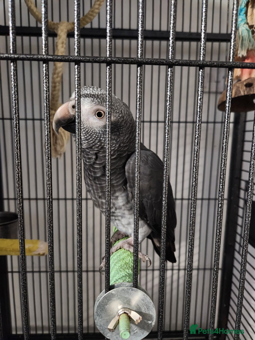 Budgerigars birds for sale: African Grey With Cage - Image 1