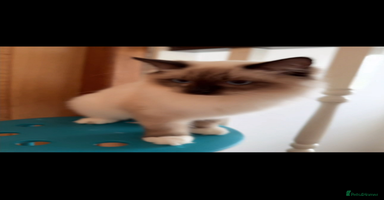 Ragdoll cats - Advert 3