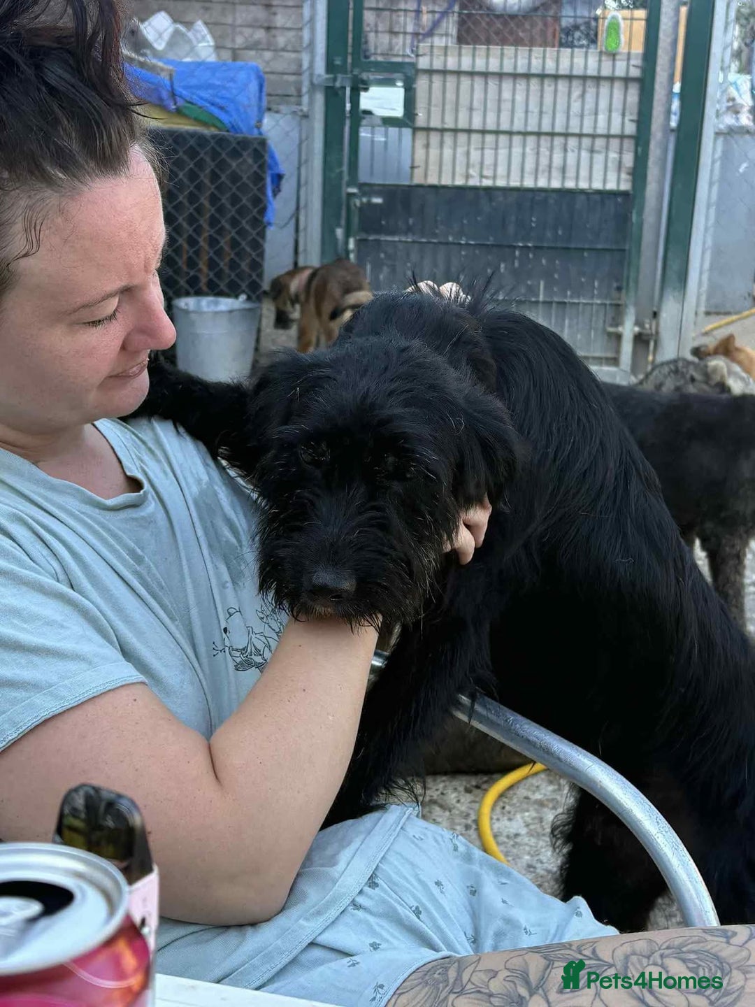 Mixed Breed dogs for adoption: Micky - Norwich Norfolk  - Image 15