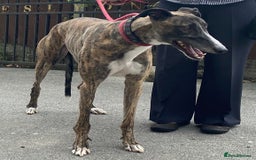 Greyhound dogs for adoption: Gorgeous Gary wants a new loving forever home - Image 1