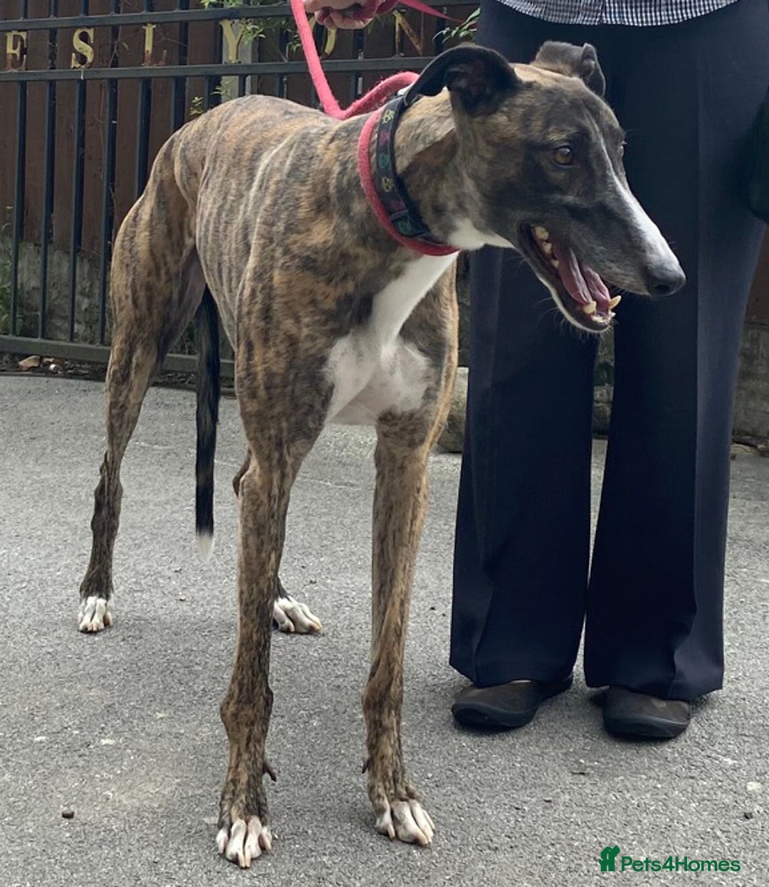 Greyhound dogs for adoption: Gorgeous Gary wants a new loving forever home - Image 1
