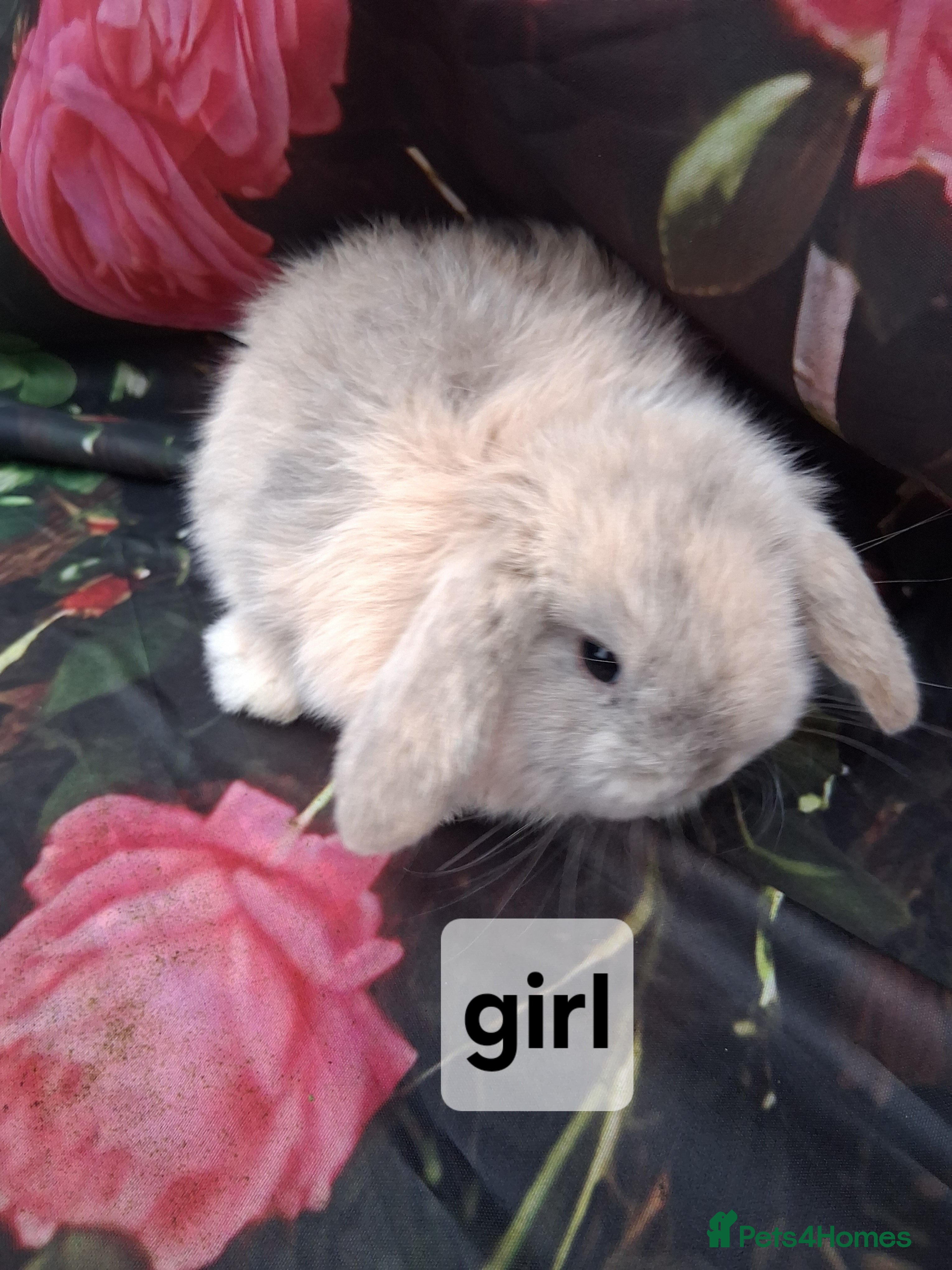 Mini Lop rabbits Mini lop rabbits  - Advert 1