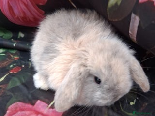 Mini Lop rabbits Mini lop rabbits - Advert 1