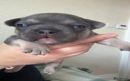 French Bulldog dogs for sale: 🐾 adorable French bulldog puppies for sale 🐾 - Image 5