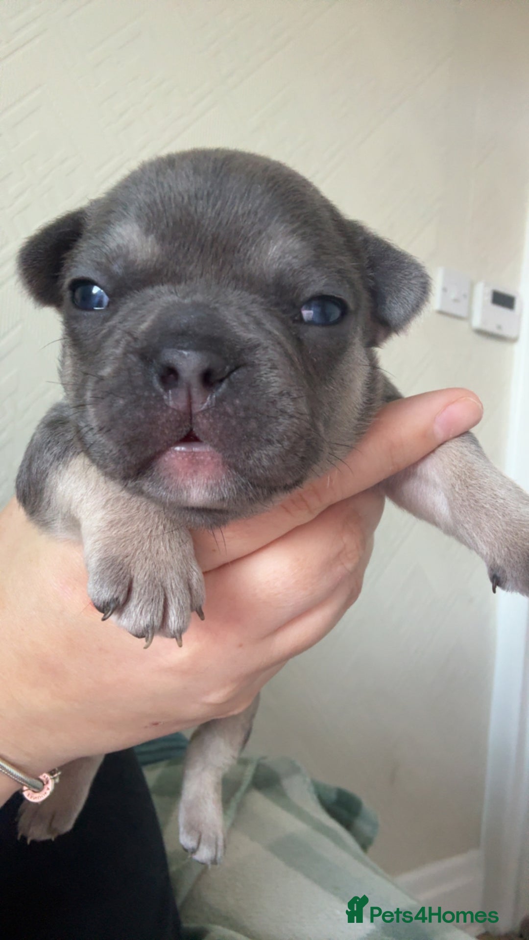 French Bulldog dogs for sale: 🐾 adorable French bulldog puppies for sale 🐾 - Image 5