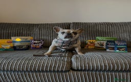 French Bulldog dogs for sale: Pablo - Advert 6