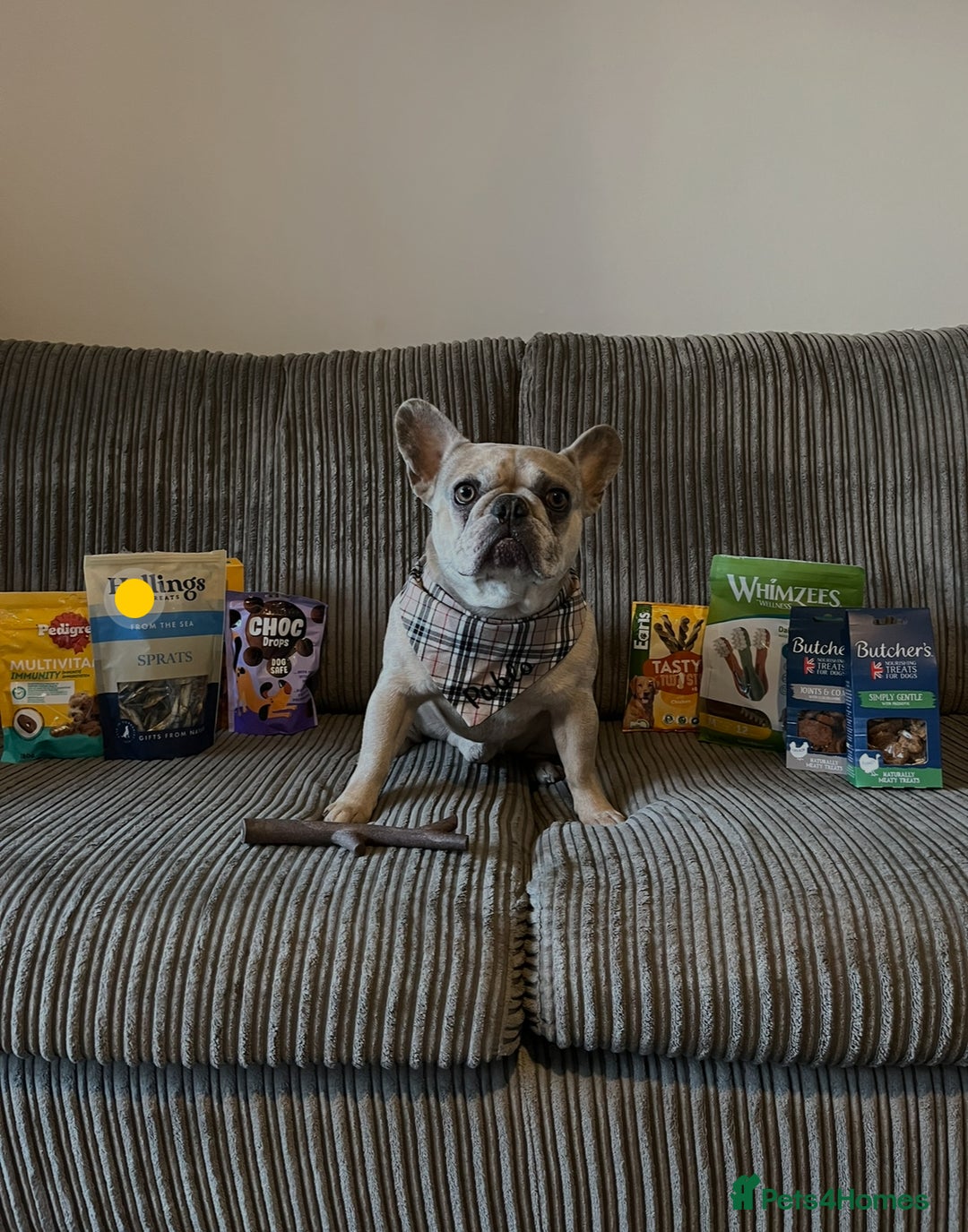 French Bulldog dogs for sale: Pablo - Advert 6