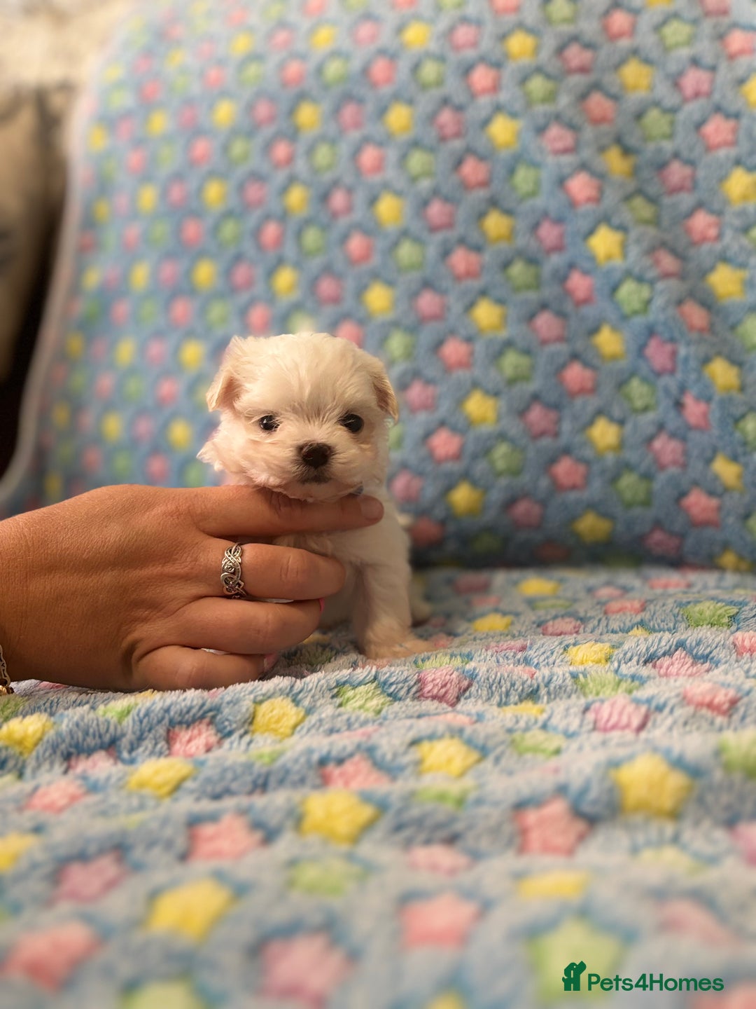 Maltese dogs for sale: Tiny kc registered maltese Korean boys  - Image 30