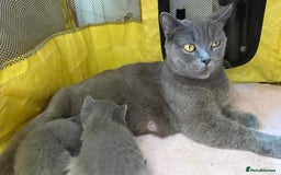 British Shorthair cats for sale: British Shorthair kittens  - Image 16