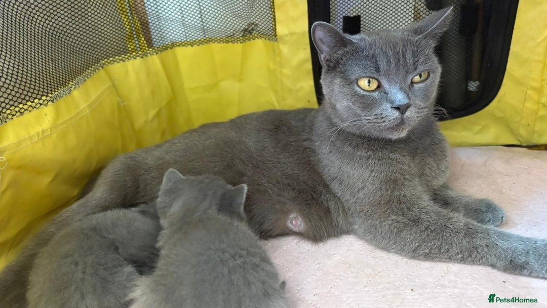 British Shorthair cats for sale: British Shorthair kittens  - Image 16