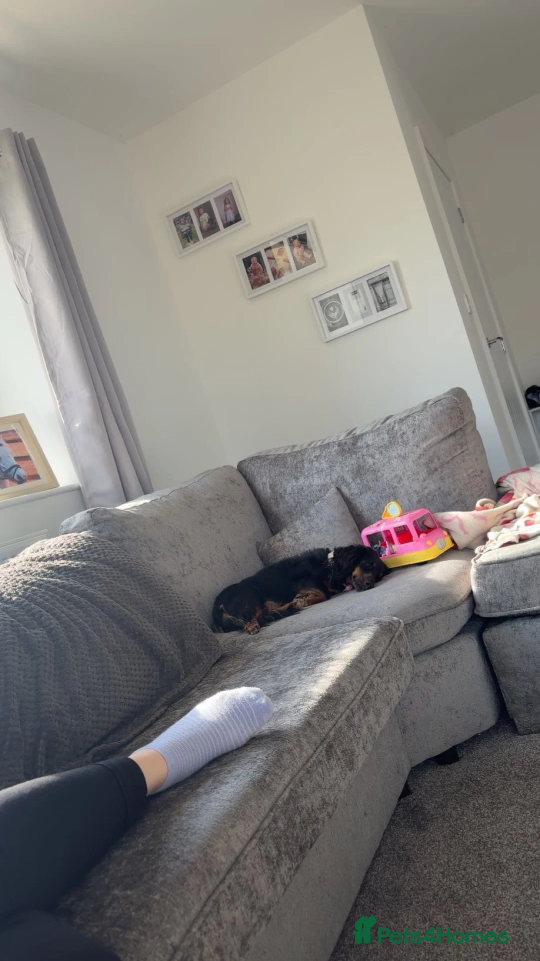 Miniature Dachshund dogs for sale: 2 yo female  - Advert 2