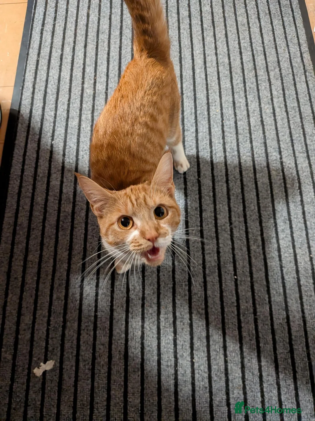 Mixed Breed cats for sale: Ginger male kitten for sale  in Gravesend - Advert 1