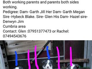 Border Collie dogs Border Collie puppiesb - Advert 5