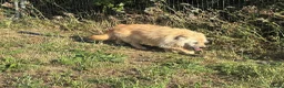 Mixed Breed dogs for adoption: Bunny - Norwich Norfolk  in Norwich - Advert 16