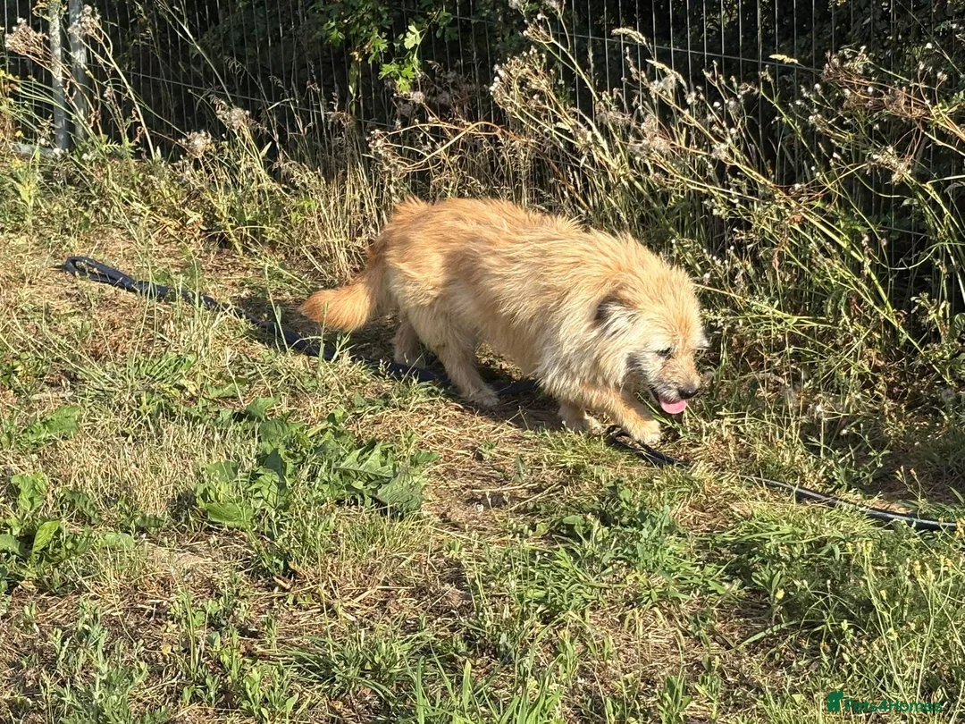 Mixed Breed dogs for adoption: Bunny - Norwich Norfolk  in Norwich - Advert 16