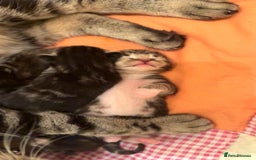 Mixed Breed cats for sale: The Fab Four - Advert 4