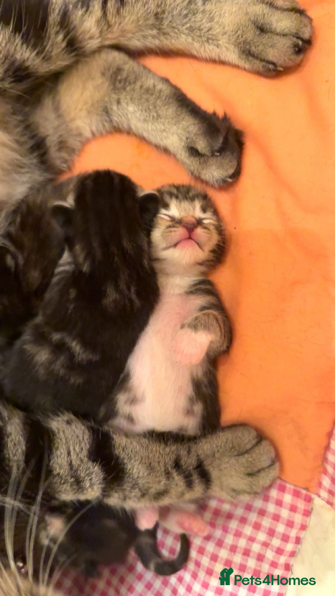 Mixed Breed cats for sale: The Fab Four - Advert 4