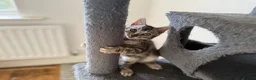 Bengal cats for sale: Rare Silver Grey Bengal TICA Kittens  - Advert 6