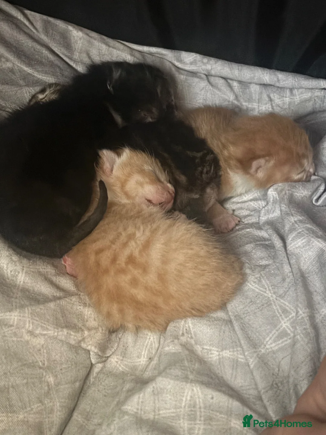 Mixed Breed cats for sale: Kittens for sale open to offers - Advert 2