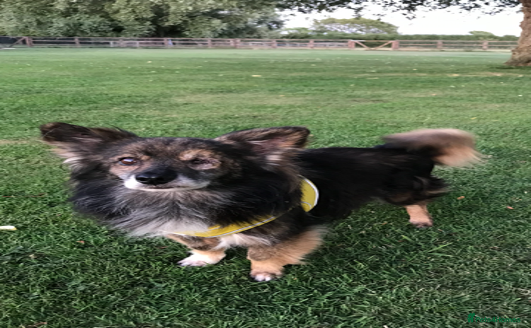 Mixed Breed dogs - Advert 1