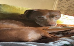 Patterdale Terrier dogs for sale: Female Patterdale Terrier Terri - Image 3